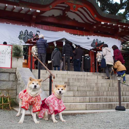 akitainu7: #着物 #kimono Nana, Yuki #akitainu #dog #instadog  #秋田犬 #犬 #犬バカ部 #愛犬 #いぬら部 (来宮神社)