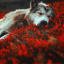 lostforestwolf