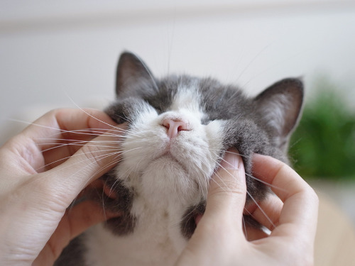 johnnapaige:  ash-the-abstract:  I’m The Person @johnnapaige Is The Cat 😭😭    I’m Annoying  Definitely wouldn’t allow you to touch my face like this 😑 try me.