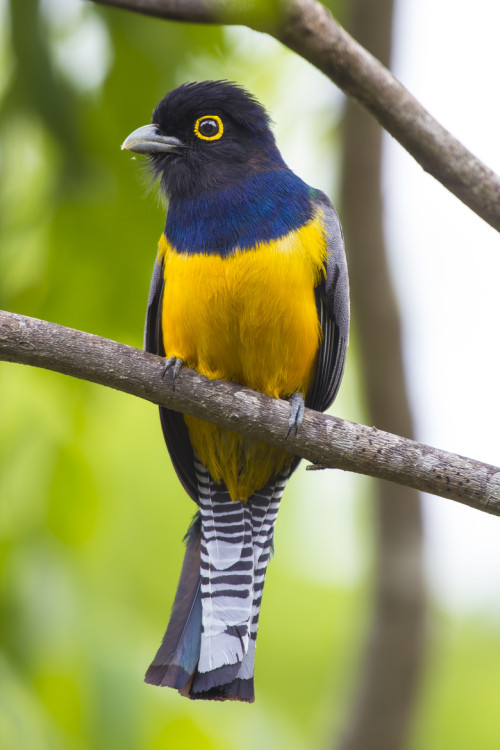 libutron:Gartered Trogon | ©Álvaro Cubero Vega  (Esparza, Puntarenas, Costa Rica)The Gartered trogon