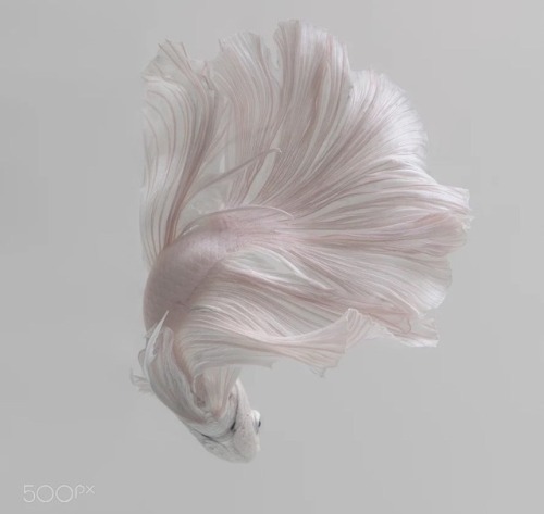 nae-design:Famous for his work on iPhone 6s wallpapers, Visarute Angkatavanich captures the best Sia