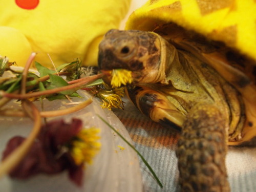 tort-time:This year, in honor of the upcoming @psych_usa movie, Zoya decided to dress up as a Pine