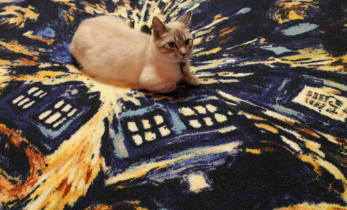 identityfox:We put down our new exploding TARDIS carpet today and Cecil decided it was the perfect s