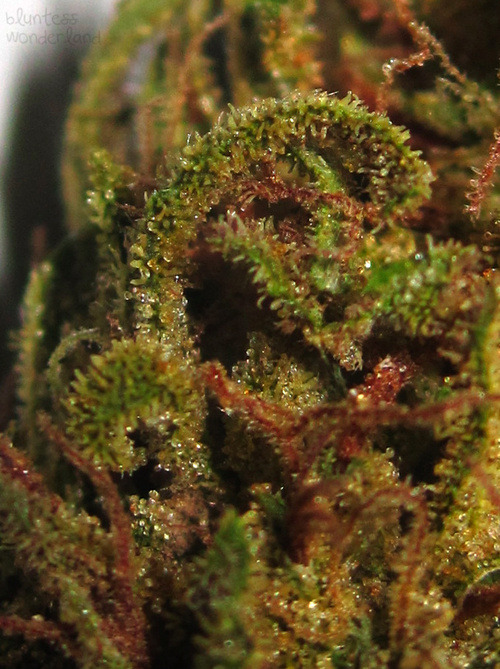 bluntess:  10 favourite macros, in no order c: Royal Kush Alien OG Wonderland Grape Ape Blueberry Yum Yum Cannatonic Grandaddy Purp Andromeda OG Strawberry Cough Platinum OG 