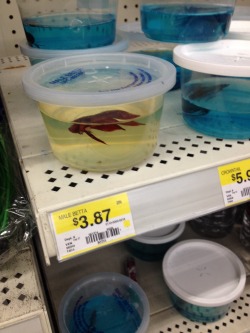 Marymargaret23:  Okay, Listen Up. I’m Hear To Talk About Fish Abuse. I’m In Walmart