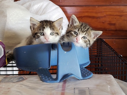 agestofrobynhode: graveglamour: Our little babies are growing up!Nine weeks ago, we rescued a little