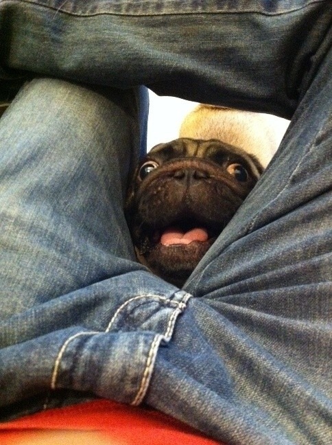 pewpewlasernipples:  karlmarxofficial:  catbountry:  Pugs.  are pugs even real or did someone just d