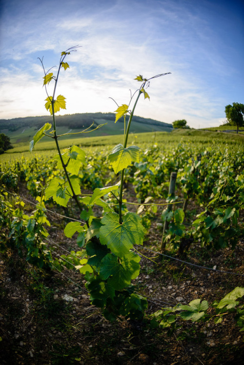 La Bourgogne.