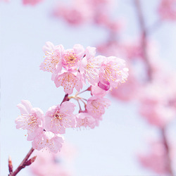 XXX cinnahearts:  sakura trees | 1 2 3 4 5 6 photo
