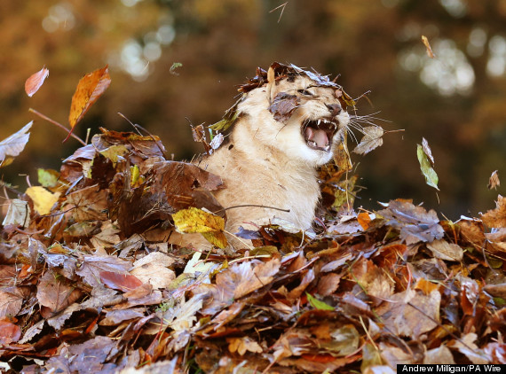 tamorapierce:naamahdarling:rockees:a ferocious beast  i will reblog these everytime