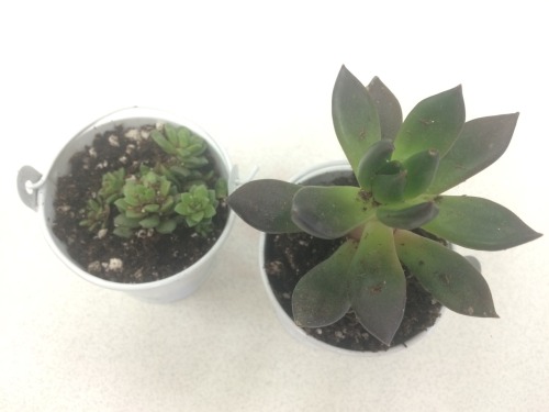Feel confident about my structural exam, bought two baby succulents, and cuddled during the rain. It