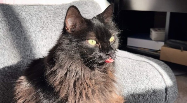 a black cat with his tongue all the way out he head