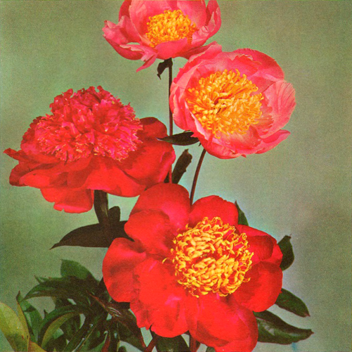 bilbao-song: Japanese Peonies - John Bradshaw’s Complete Guide to Better Gardening, 1961