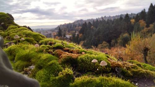 ratooned:stunningpicture:Found this tiny little gnome forest while in a doug fir tree above Portland