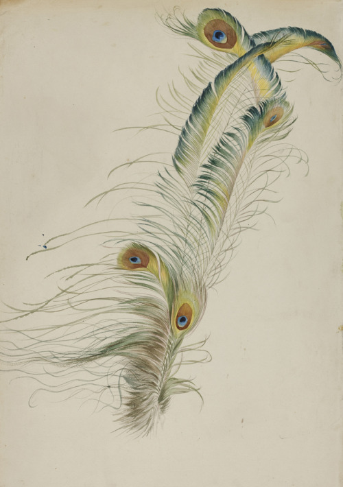 August Lucas, Peacock feathers, 1829. Watercolor. Hessisches Landesmuseum Darmstadt, photo Wolfgang 