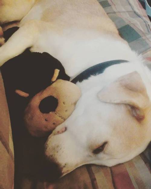 He’s passed the heck out. I’m pleased to say I think the stuffed dog is a hit.