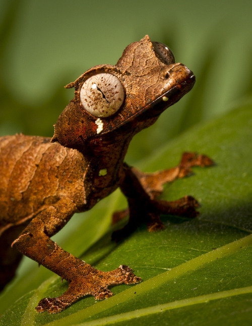 funkysafari:  Uroplatus phantasticus, the Satanic Leaf Tailed Gecko, is a species of gecko indigenous to the island of Madagascar. by Official San Diego Zoo