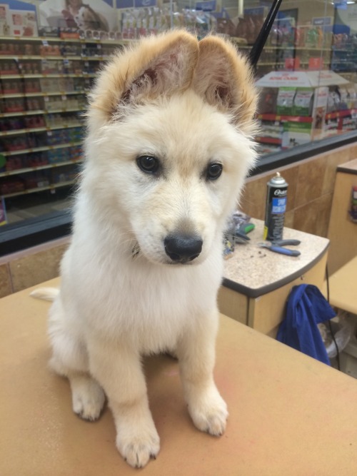 sarakobus:  Had this cutie at work tonight. He just learned how to pick up his ears 😍 