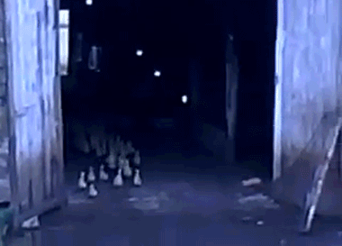 onlylolgifs:  Russian man orders ducks to attention, marches them into barn!