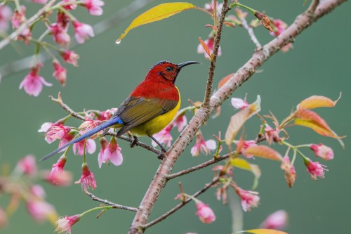 birds-and-flowers:Mrs. Gould’s Sunbird (Aethopyga gouldiae) © Ngoc Sam Thuong Dang