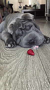 Tastefullyoffensive:  Furry Ball Of Wrinkles Vs. Frozen Strawberry [Video]