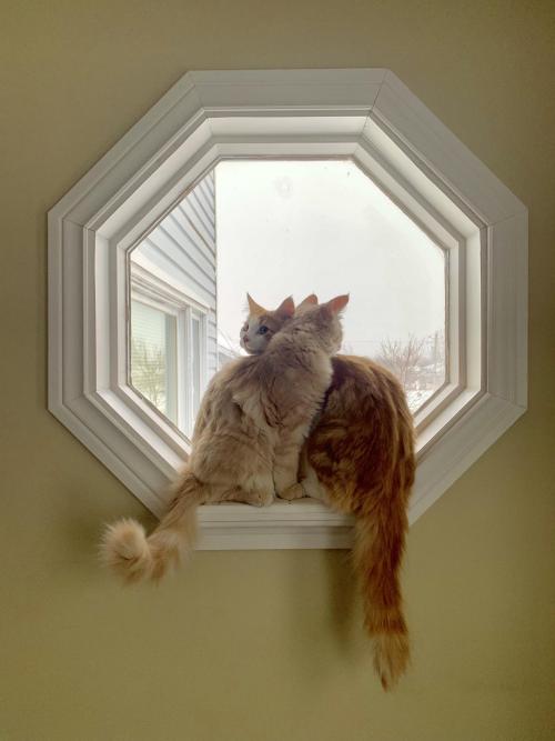 blue–folder:  Our kittens enjoying a snow storm in Nova Scotia