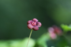 zooophagous:  steepravine:  Interesting Purple Flower Not sure what this is, but I love it! (Mendocino, California - 6/2016)   I love it too