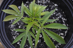 djentleman420:  Triangle Kush clone.2 days after transplant.