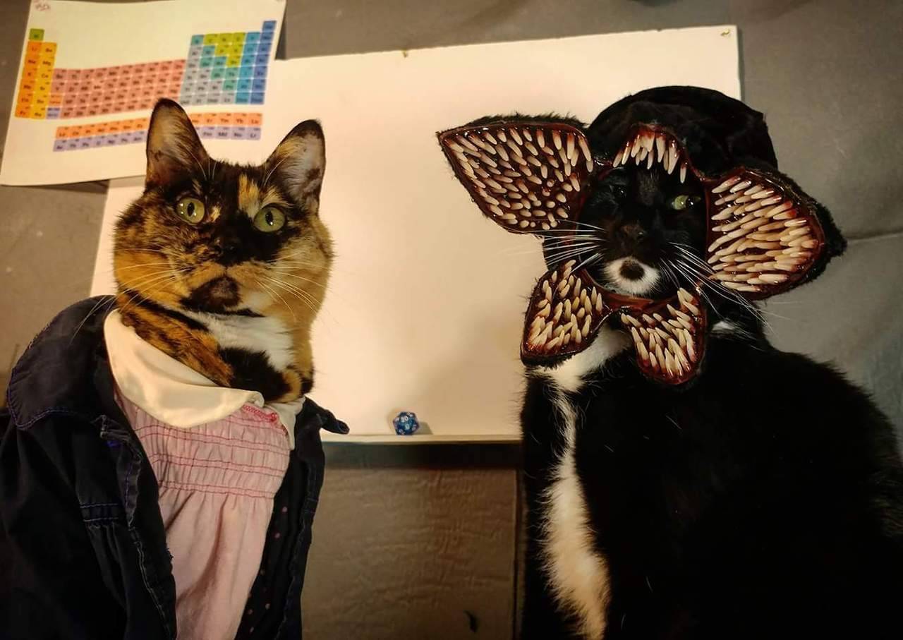 ithelpstodream:The Dreaded De-meow-gorgon 🐱 via: imgur/CatCosplay