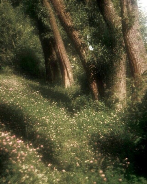sunlit-flower-field - Carrie