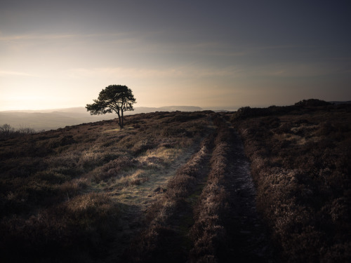 Evening, SomersetHasselblad X1D II 50C + XCD 45mmPhotographed by Freddie Ardley