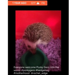 I hope there&rsquo;s meal worms and bathtubs of cute hedgie girls for you, Porky. Miss Ya! #hedgehogs #hedgehogsofig #hedgie #pettribute #illbemissingyou #pdiddy