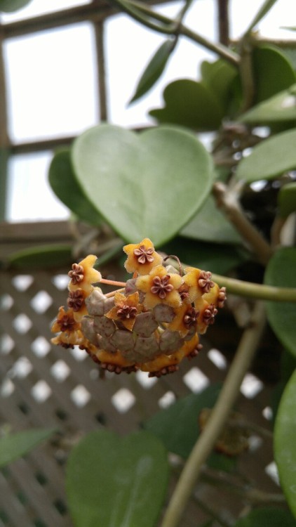 Hoya kerrii is in the milkweed family Apocynaceae. Commonly known as Sweetheart Hoya, it is native t