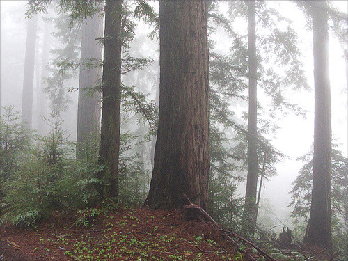 okmoonkid:  redwoods in the fog by lightpainter 