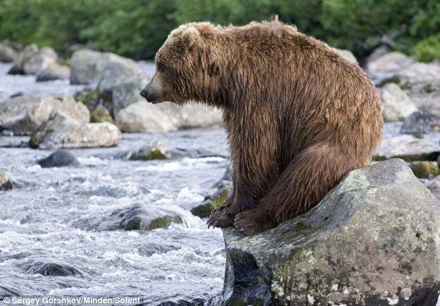 loveforallbears:  Bear exhausted by hunt for salmon supper Read more: http://www.dailymail.co.uk/news/article-2316960/Russian-Grizzly-takes-earned-rest-trying-catch-salmon-dinner.html#ixzz2RxB1JwOi