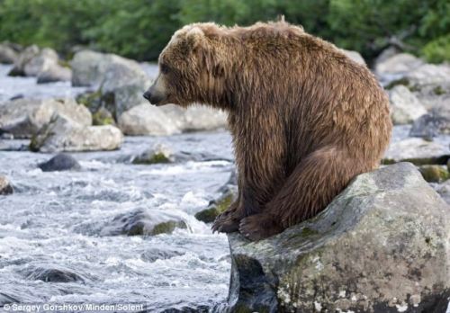 loveforallbears:  Bear exhausted by hunt for salmon supper Read more: http://www.dailymail.co.uk/news/article-2316960/Russian-Grizzly-takes-earned-rest-trying-catch-salmon-dinner.html#ixzz2RxB1JwOi 