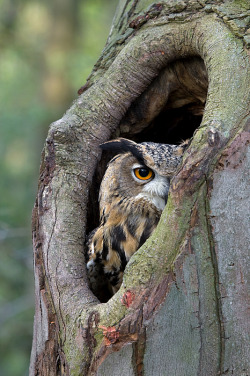 beautiful-wildlife:  Eurasian Eagle Owl by Rob Reijnen 