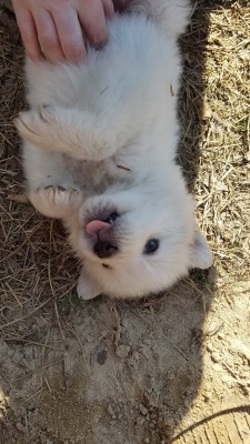 bunnsandbutts:  This is Chewy the pup and