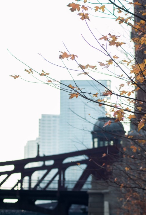 Chicago fall.