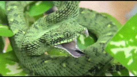 exotic-venom:(Atheris chlorechis) western bush viper