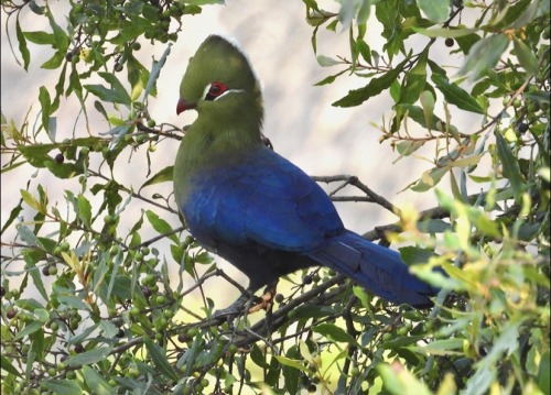 The Knysna Turaco, Also Known As The Knysna Loerie, Is A Large Turaco Species Primarily Found In Southern