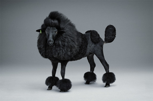 marcitlali:kompajunior:Blacker Sheep. The brilliant project of Lernert &amp; Sander who trimmed a sh