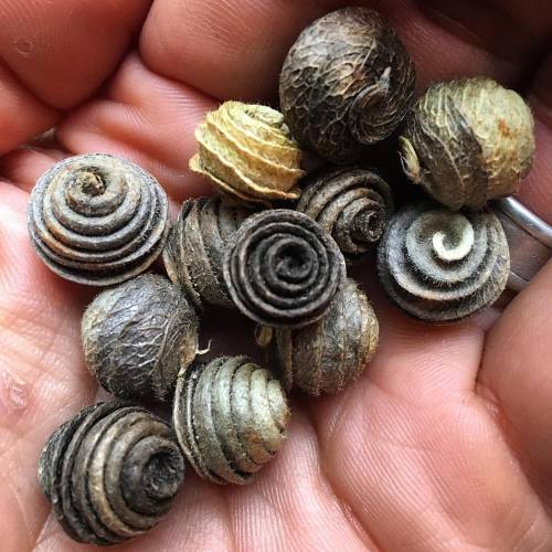 seedkeeping:  Snails. A Southern European legume whose pods are eaten green as garnish, steamed, in 