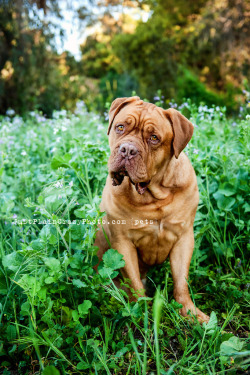 handsomedogs:  {x}{x} Would You Rather… Have a Dogue de Bordeaux or a Neapolitan Mastiff?