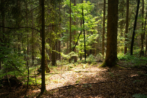 MIxed coniferous forest by Martin Stelbrink