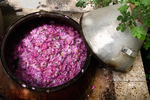 artinparsi:Rosewater season in Iran, Kashan گلاب گيري دركاشان