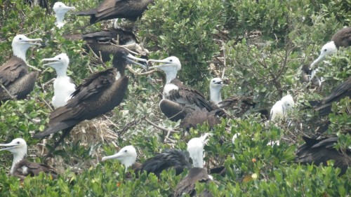 Fregatt birds - Barbuda (Antigua) 2015