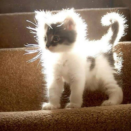 tiffanarchy:she is enlightened, transcending her corporeal kitty cat form and will soon transform in