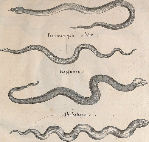 historicalbookimages:  page 1122 of “Historiae naturalis de quadrupetibus libri : cum aeneis figuris