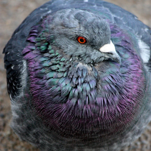 quock-ko:Experimental Spherical Pigeon by aegiandyad